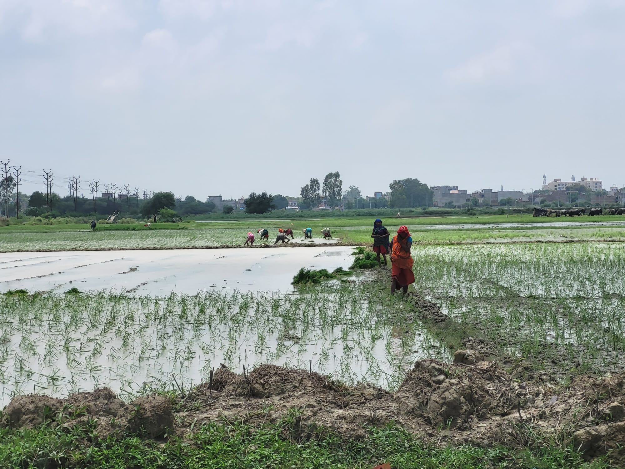 Planting rice in the villages near Kanpur