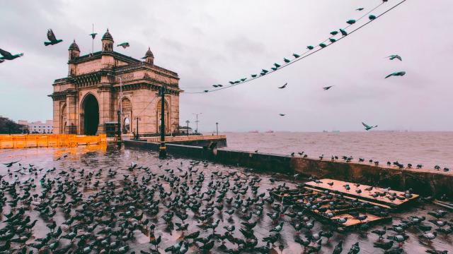 flock of birds gathering on concrete pavement near sea